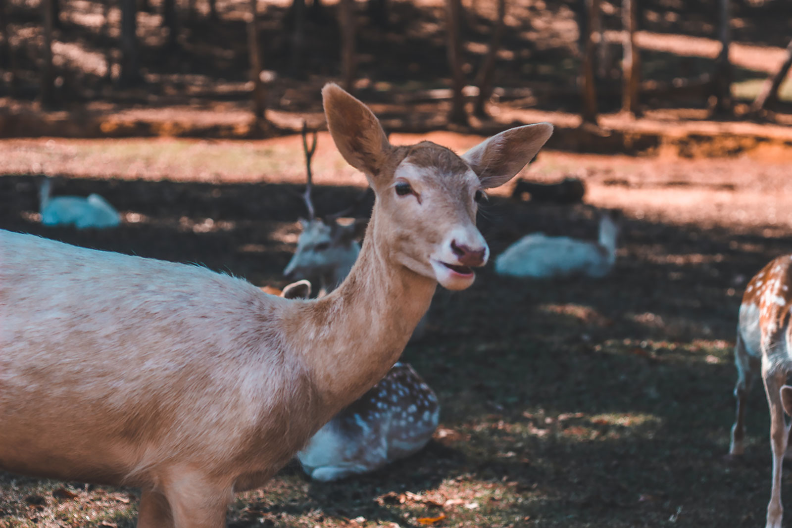 fotos de animales